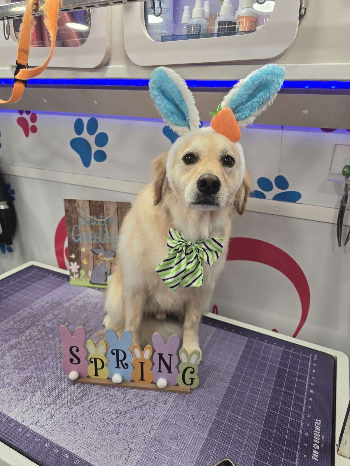Golden Retriever, Large dog groomed by Maggie & Chris