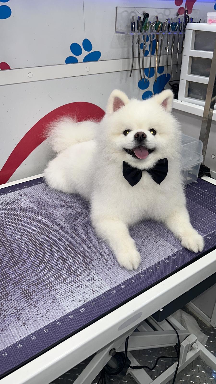 Pomeranian, Small dog groomed by Maggie & Chris
