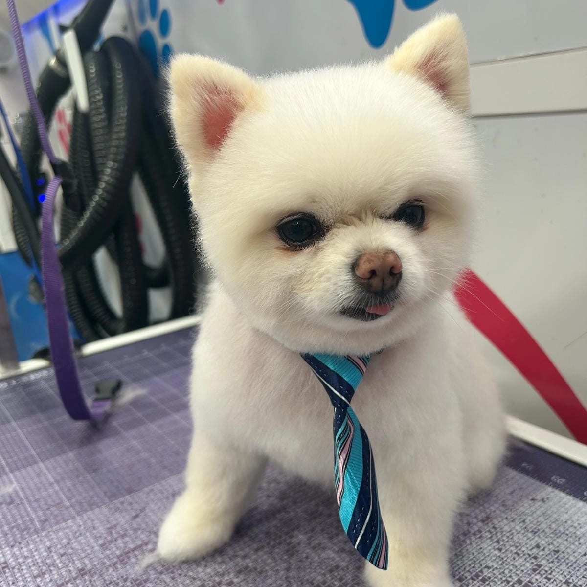 Pomeranian, Small dog groomed by Maggie & Chris