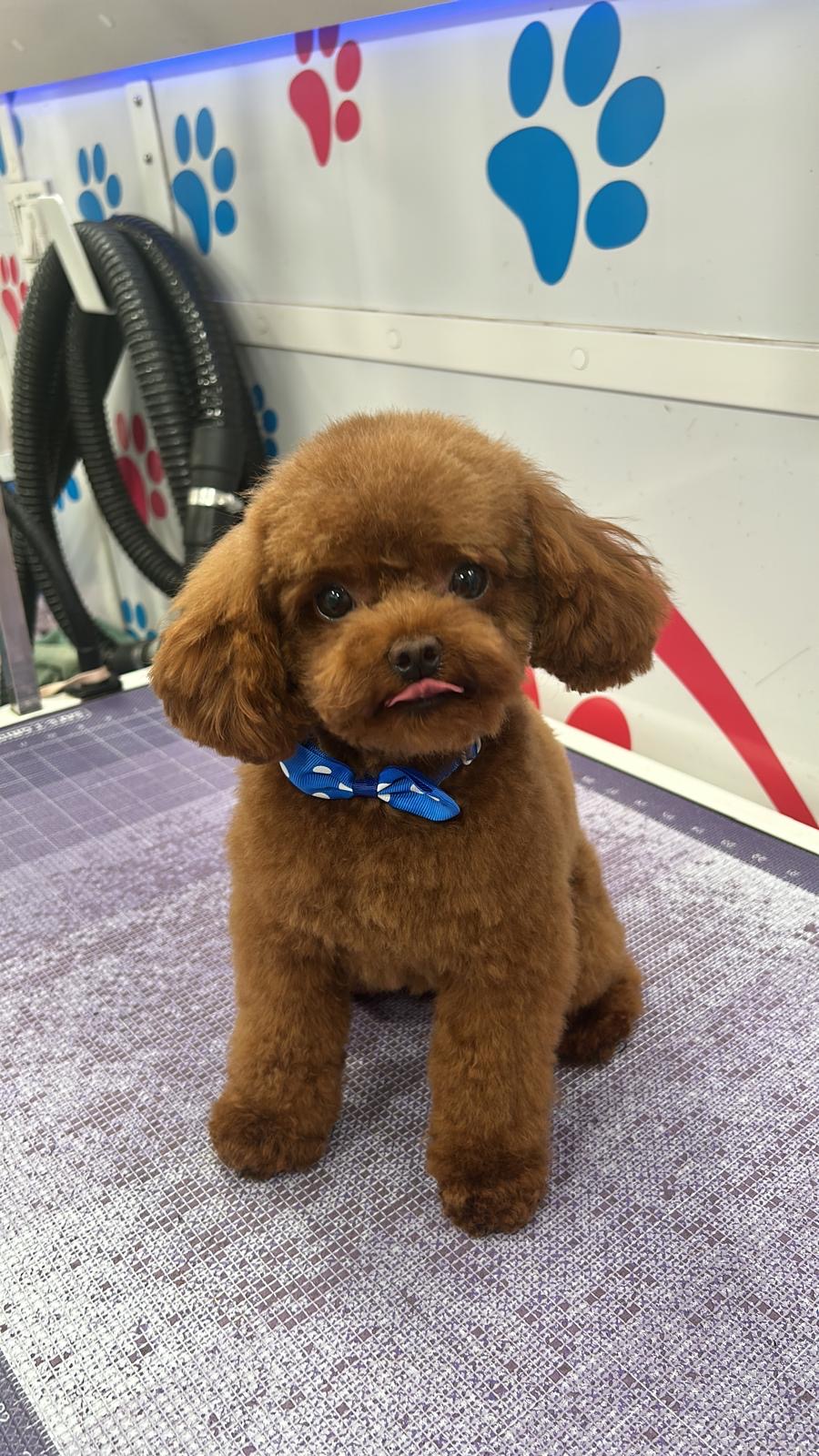 Freshly groomed red toy poodle with a blue polka dot bow tie